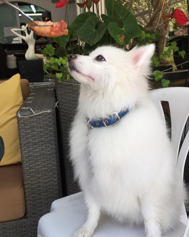 Bellagio Pets Friendly Resort Hongkong Exterior foto